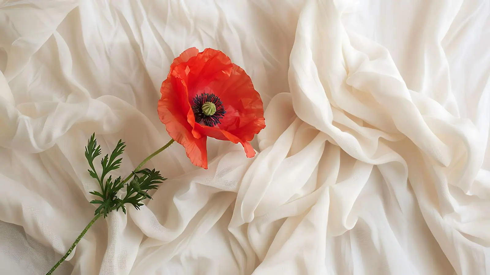 Red Poppy Flower on Crumpled Cloth — free download from Dotvec