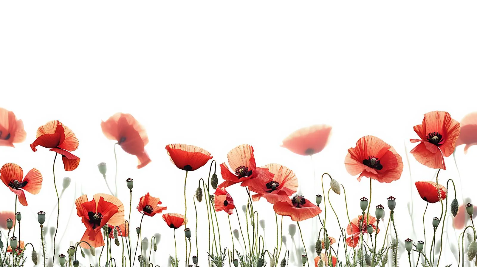 Vivid Red Poppy Bloom on White Background — free download from Dotvec