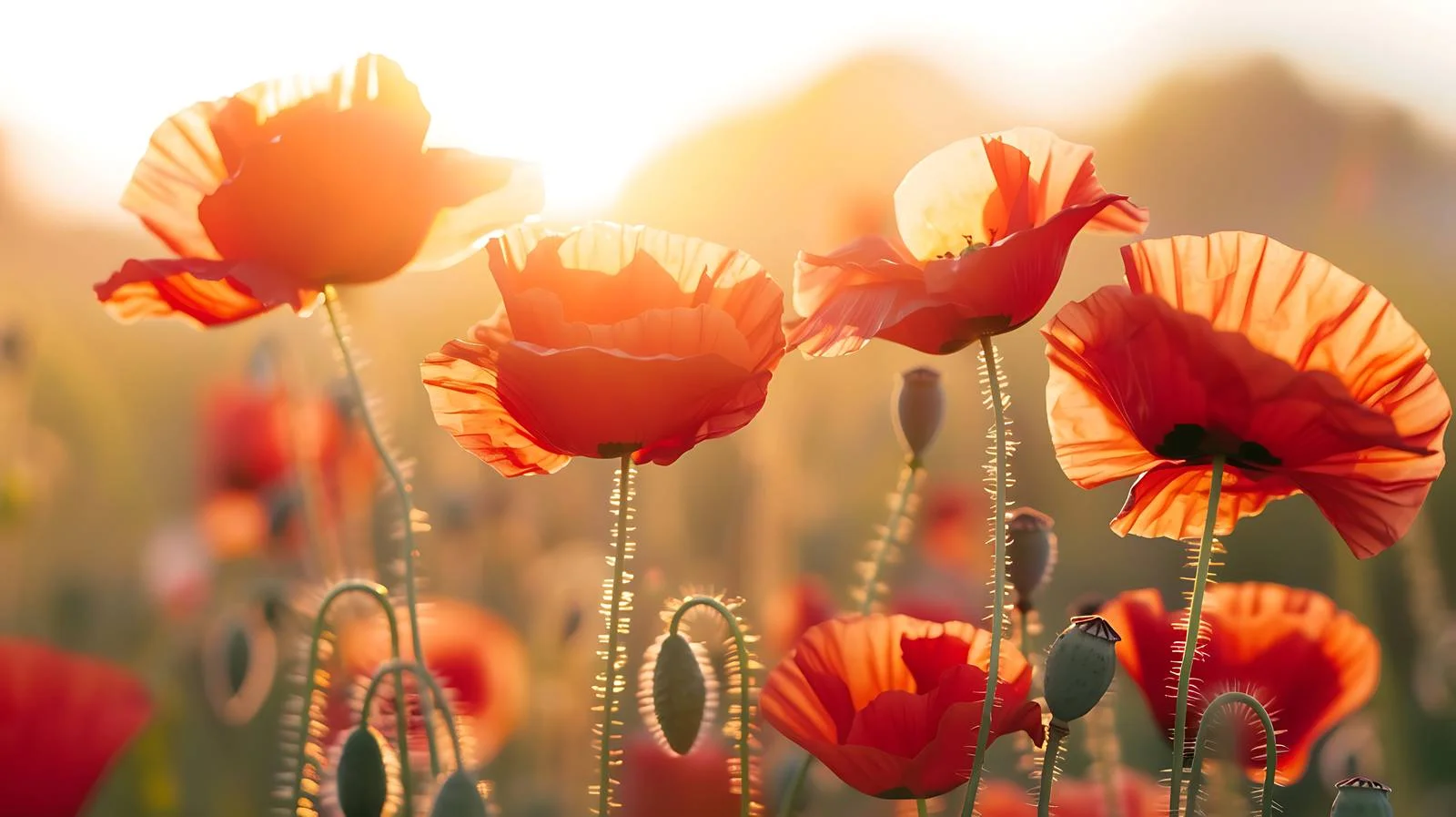 Vibrant Red Poppy Silhouettes at Sunset – free loom image from Dotvec