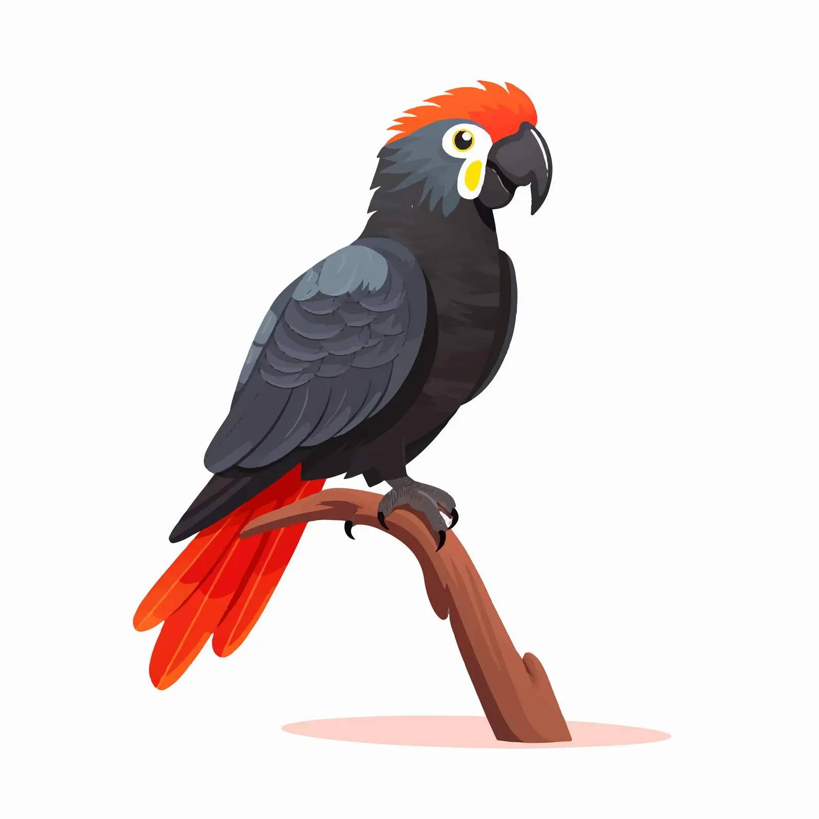 Red-tailed Banksian Black Cockatoo Illustration — free download from Dotvec