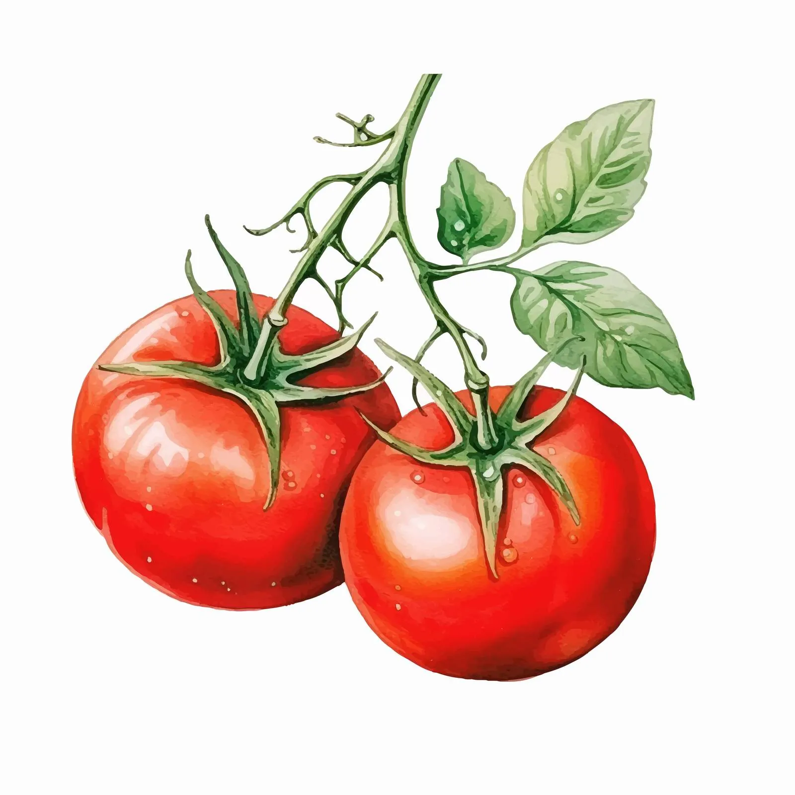 Hand Drawn Red Tomatoes on Branch Vector – free red produce image from Dotvec
