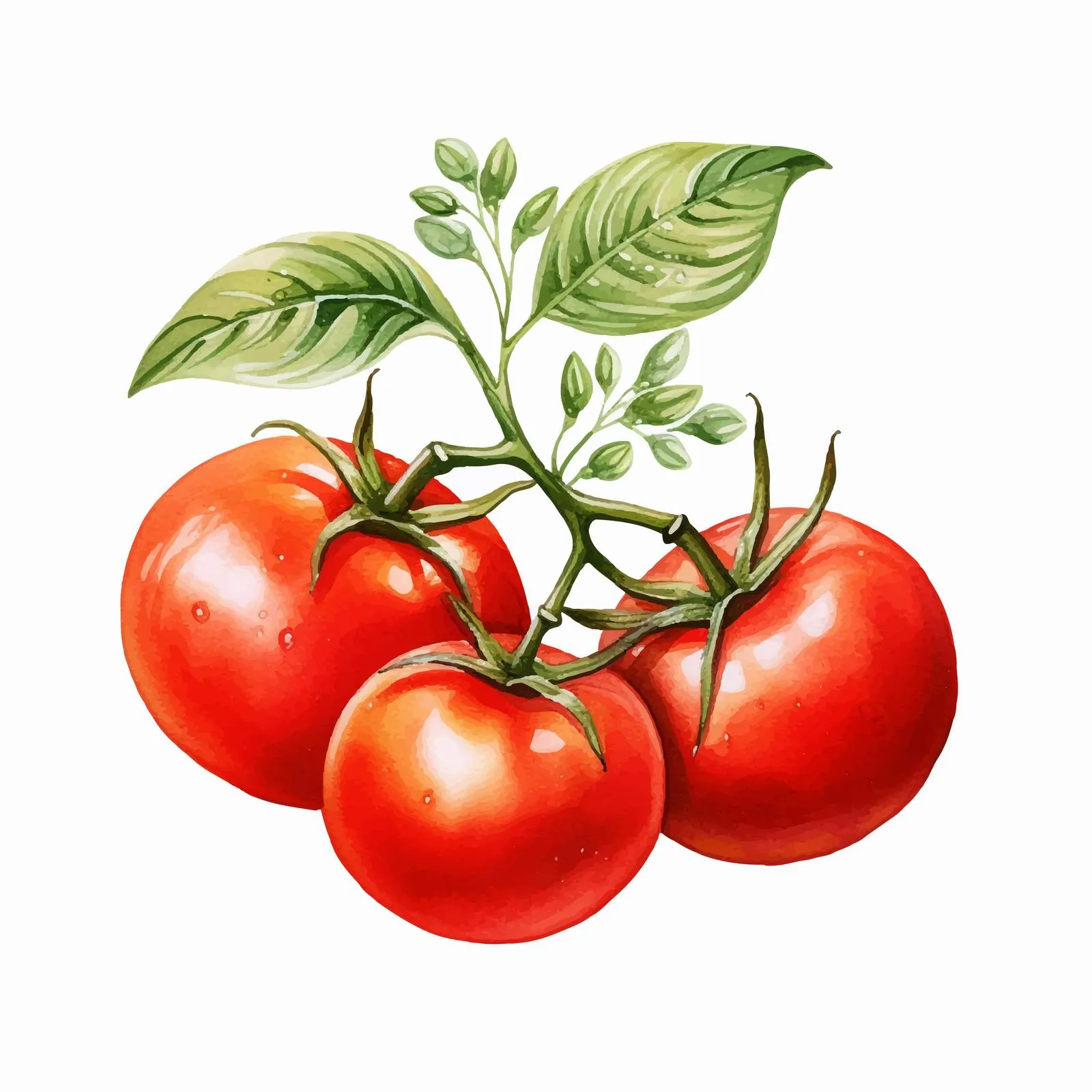 Hand Drawn Red Tomatoes on a Branch — free download from Dotvec