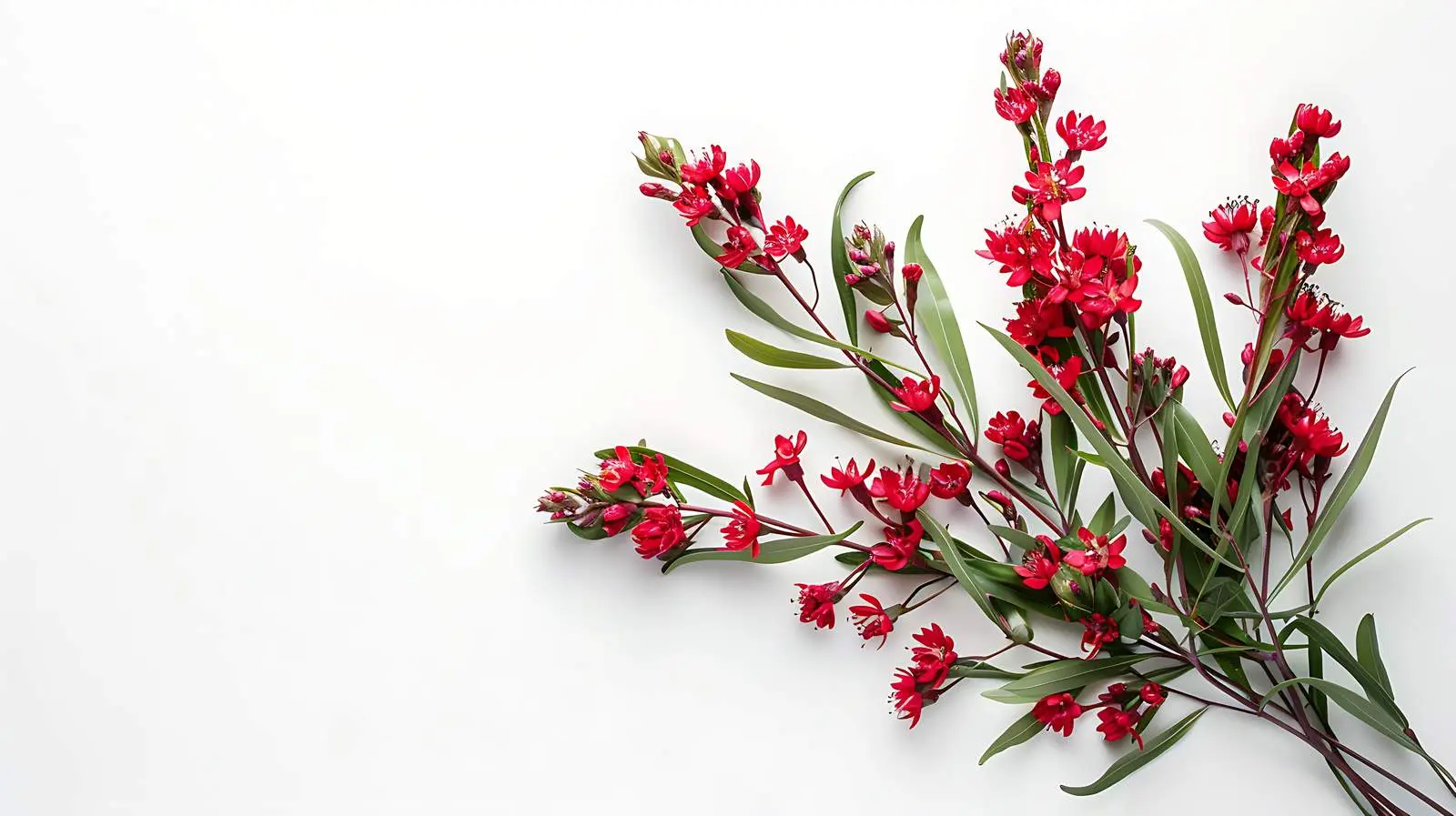 Red Wildflowers Bouquet on White Background — free download from Dotvec