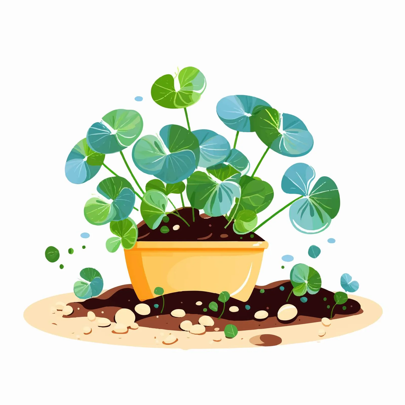 Repotting Pilea Peperomioides Plant Care — free download from Dotvec