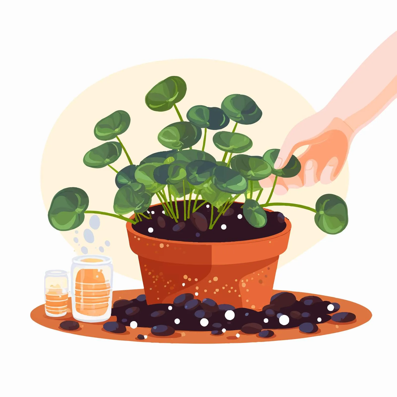 Replanting Pilea Peperomioides in a Pot — free download from Dotvec