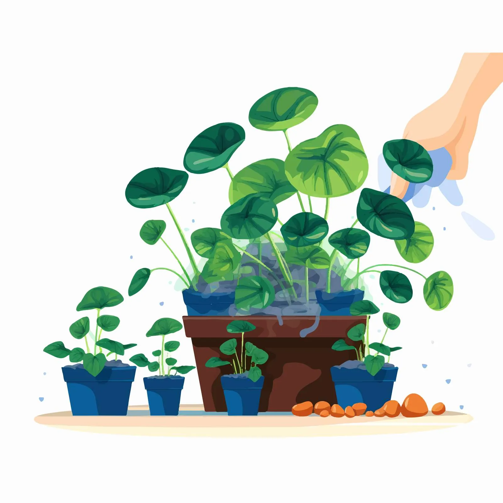 Replanting Pilea Peperomioides in a Pot — free download from Dotvec