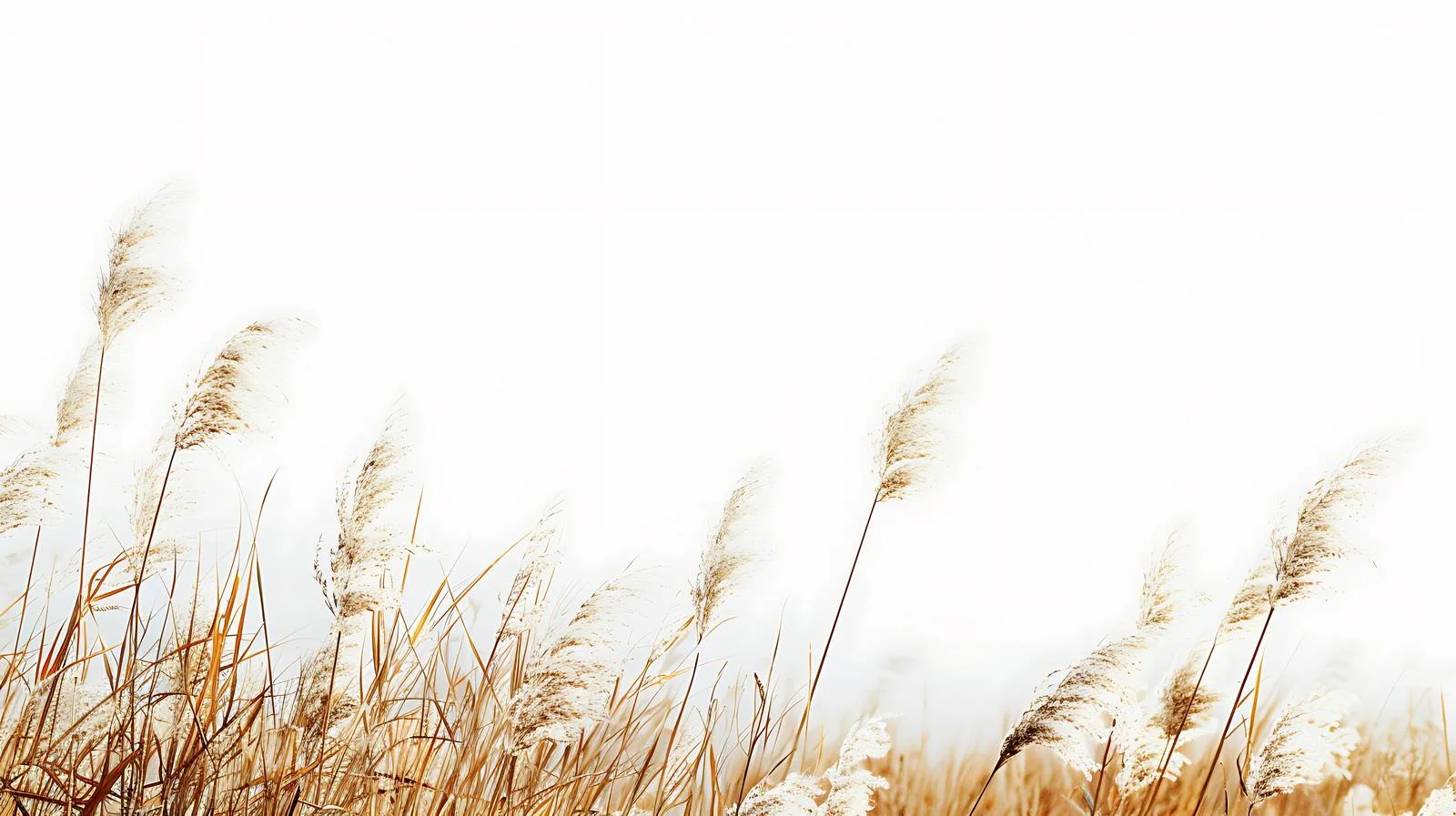 Adobe Stocks Homepage Isolated White Background – free stocks image from Dotvec