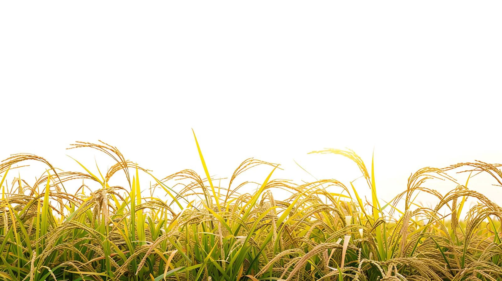 Serene Sunset Rice Field Scene — free download from Dotvec