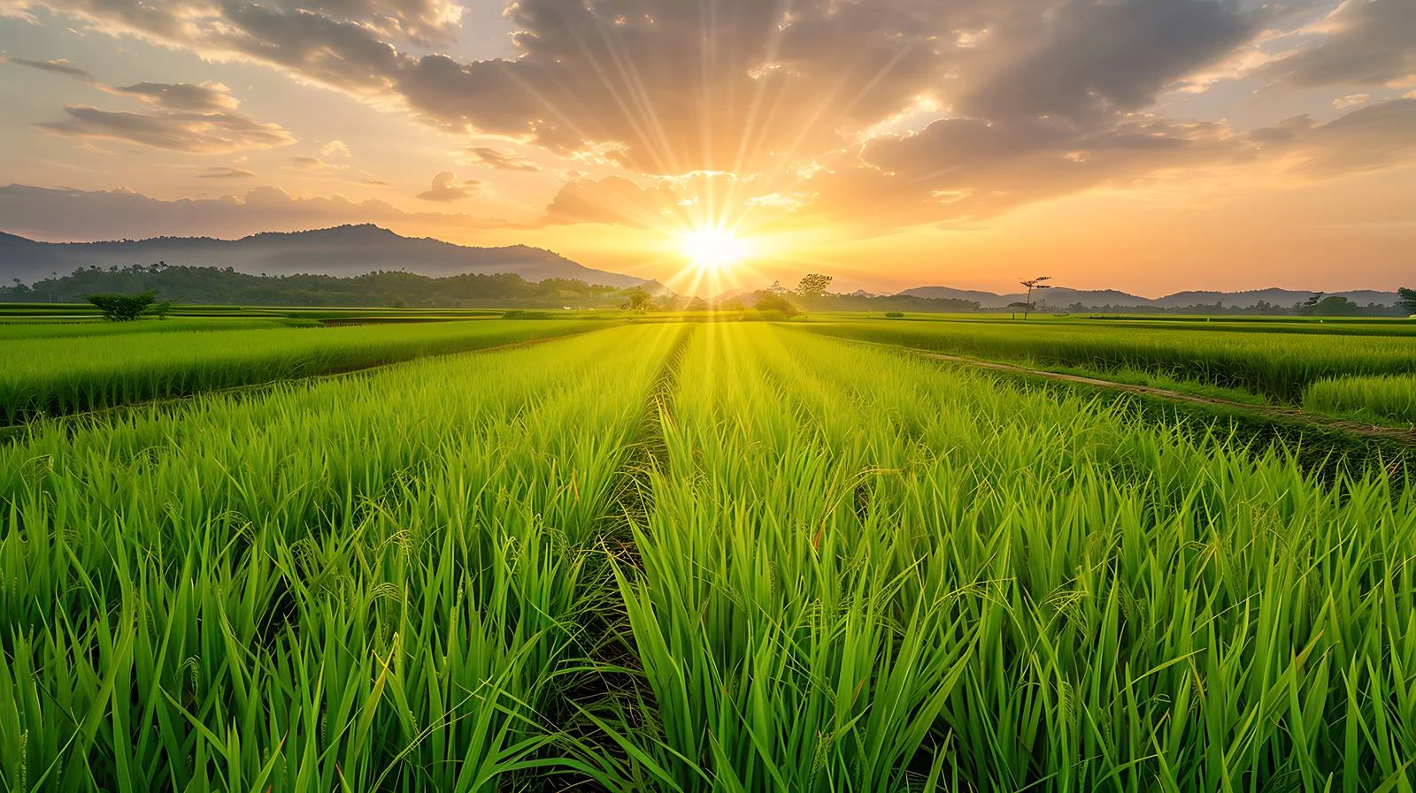 Serenity Sunset Sky Over Rice Field — free download from Dotvec