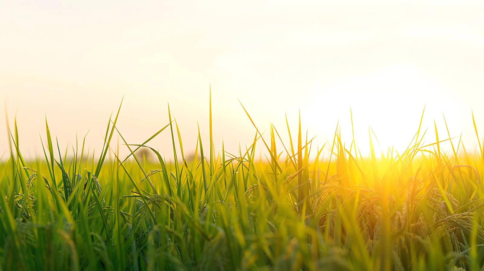 Sunset Rice Field Sky Background — free download from Dotvec