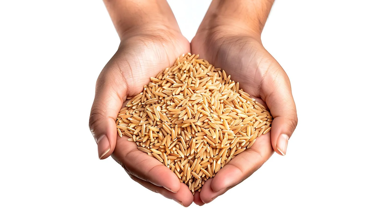 Rice Husks in Hands — free download from Dotvec