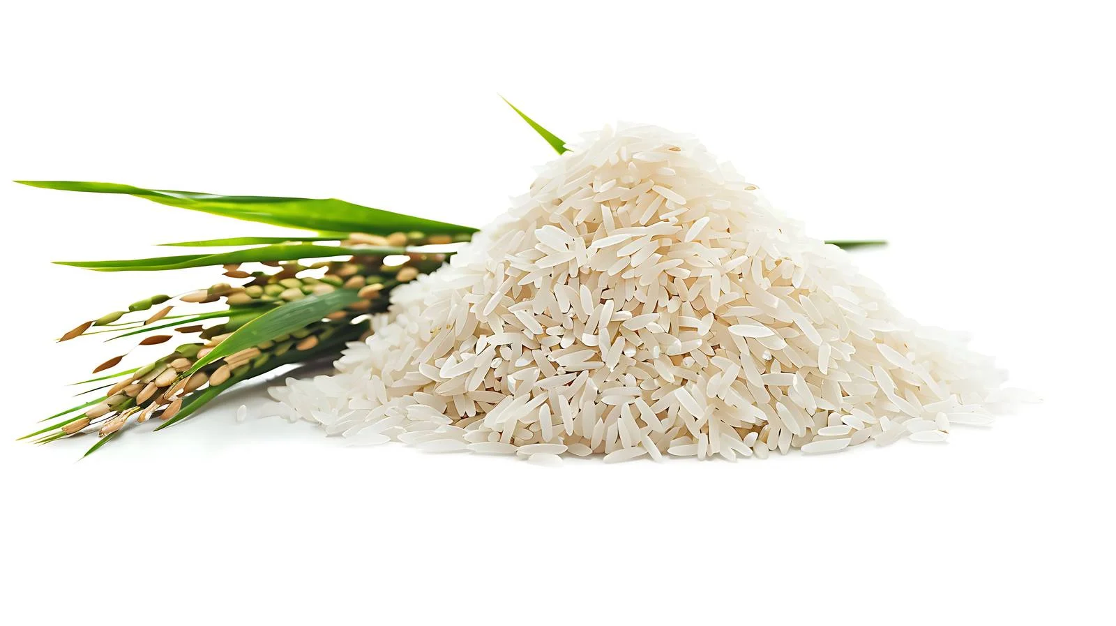 White Rice Grain on White Background — free download from Dotvec