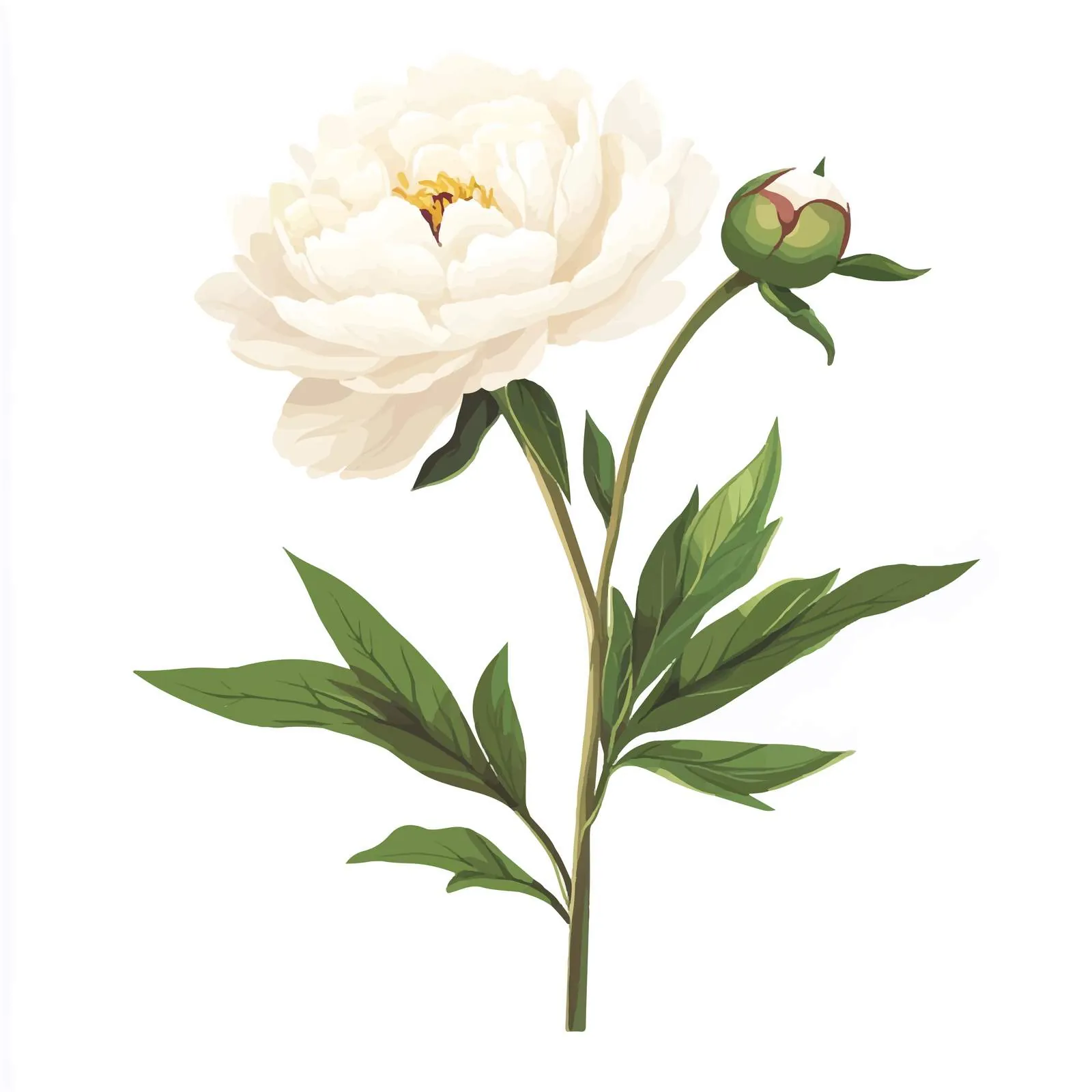 Romantic White Japanese Peony Vector Design — free download from Dotvec