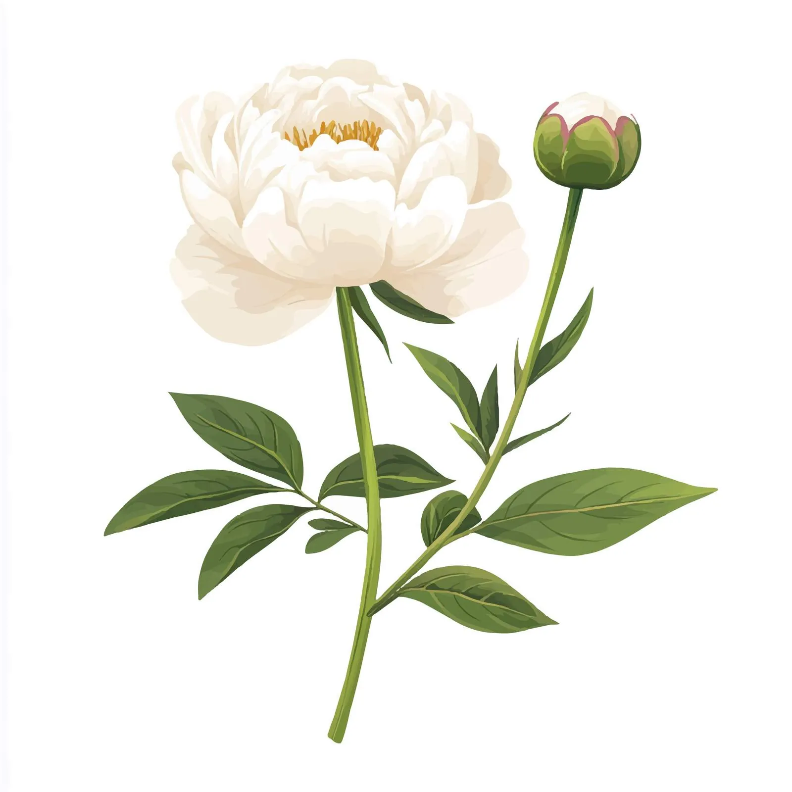 Elegant White Japanese Peony Vector Illustration — free download from Dotvec