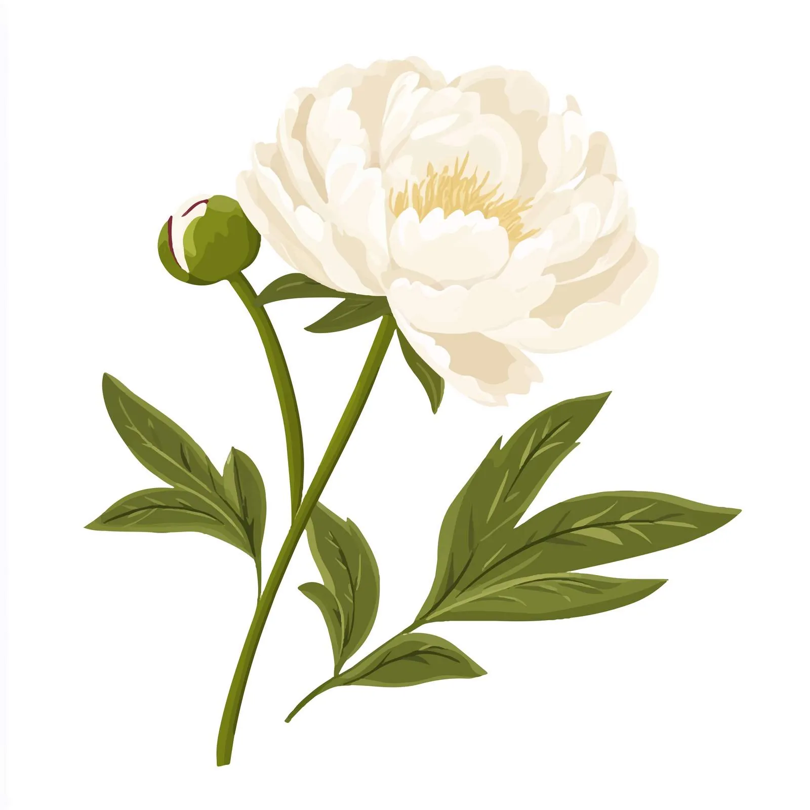 Elegant White Japanese Peony Vector Illustration — free download from Dotvec