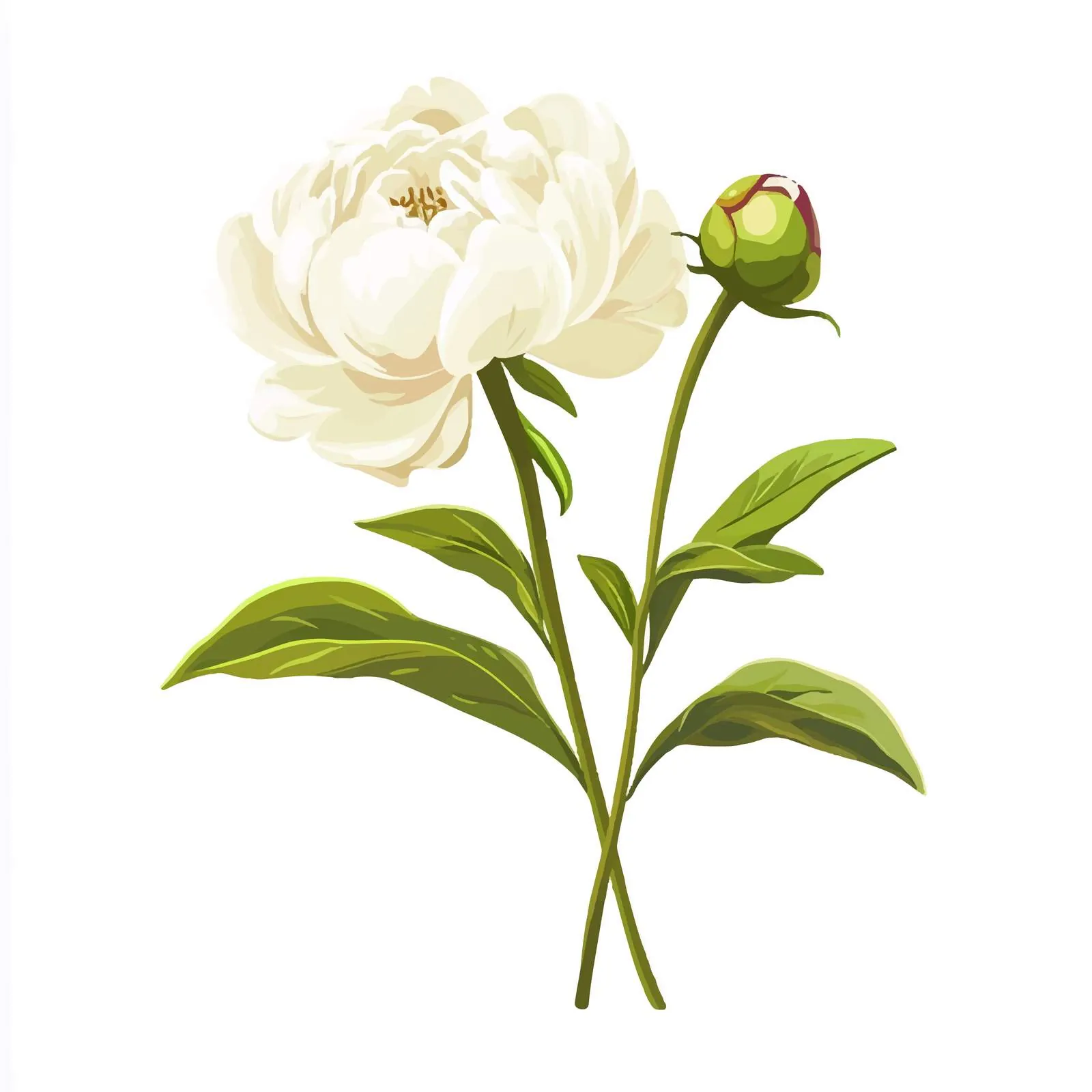 Elegant White Japanese Peony Vector Illustration — free download from Dotvec