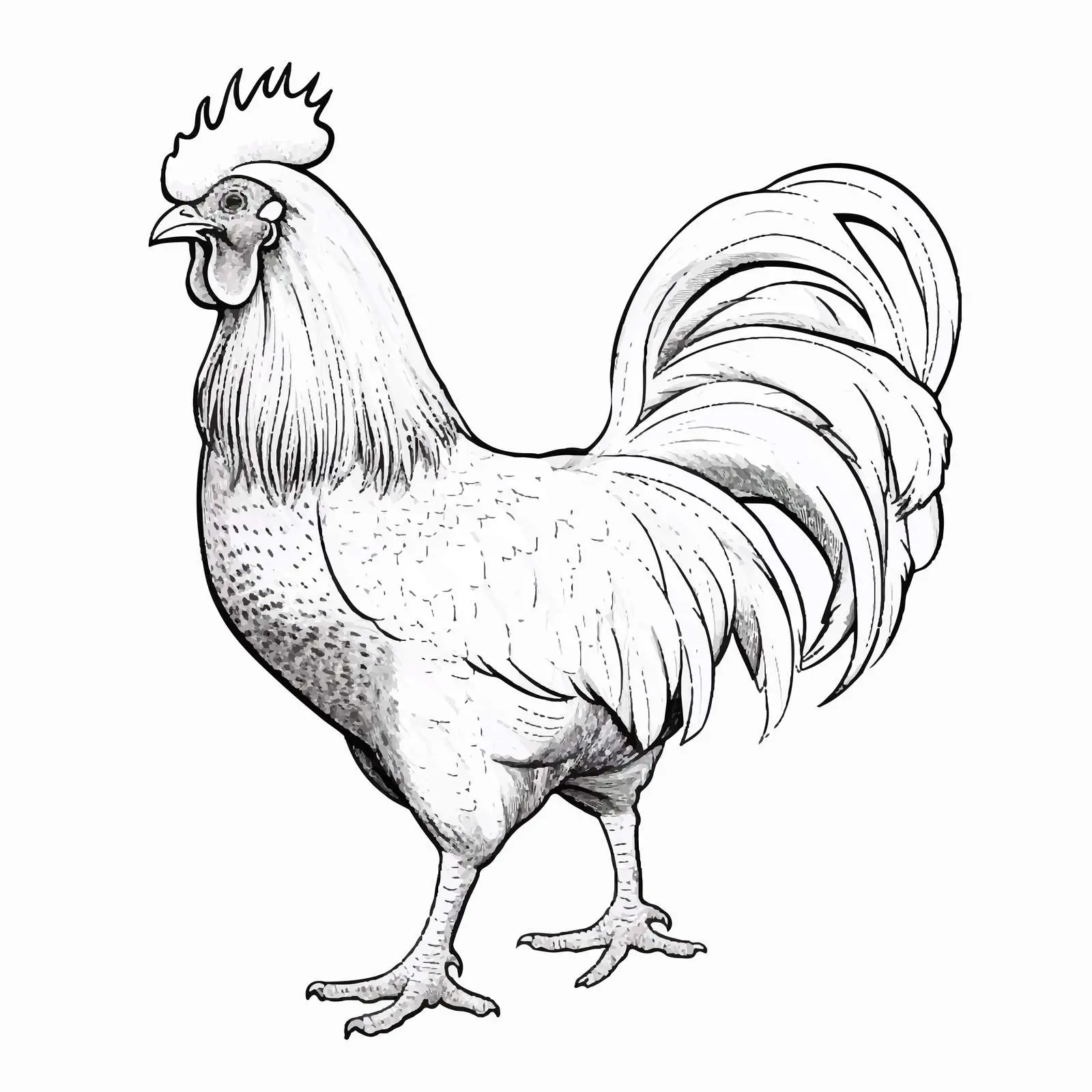 Rooster Outline Illustration on White Background — free download from Dotvec