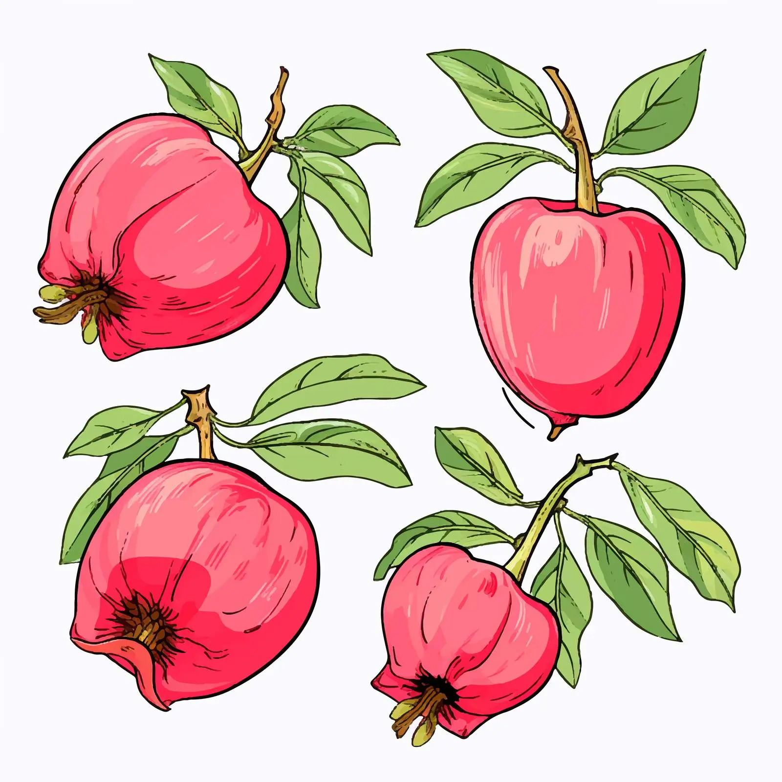 Rose Apple Line Vector Illustration on White Background – free natural design image from Dotvec