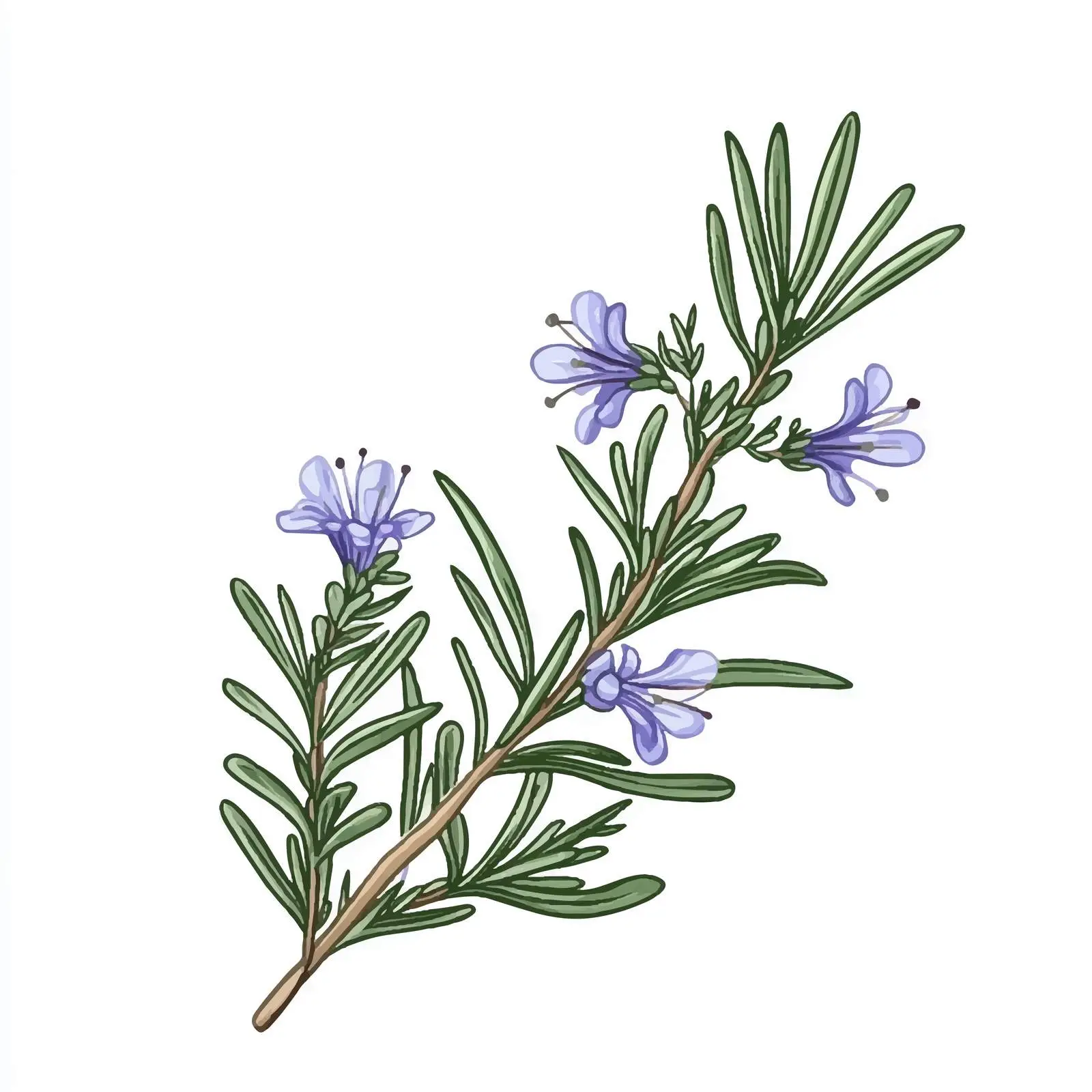 Realistic Hand-Drawn Rosemary Branch with Flowers — free download from Dotvec