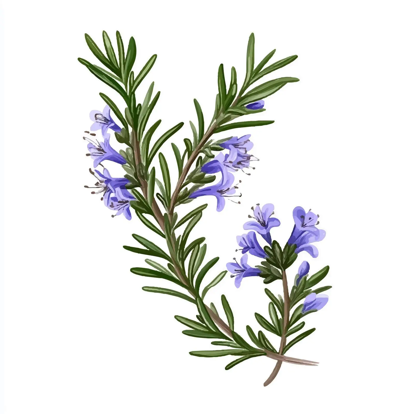 Realistic Hand-Drawn Rosemary Branch with Flowers — free download from Dotvec
