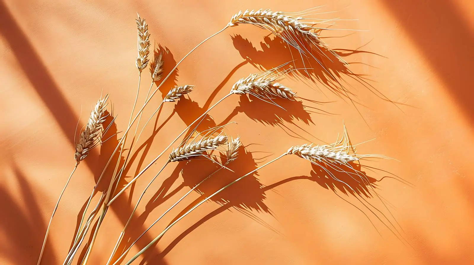 Rye Wheat Cereal Stems on Orange Background – free outing image from Dotvec