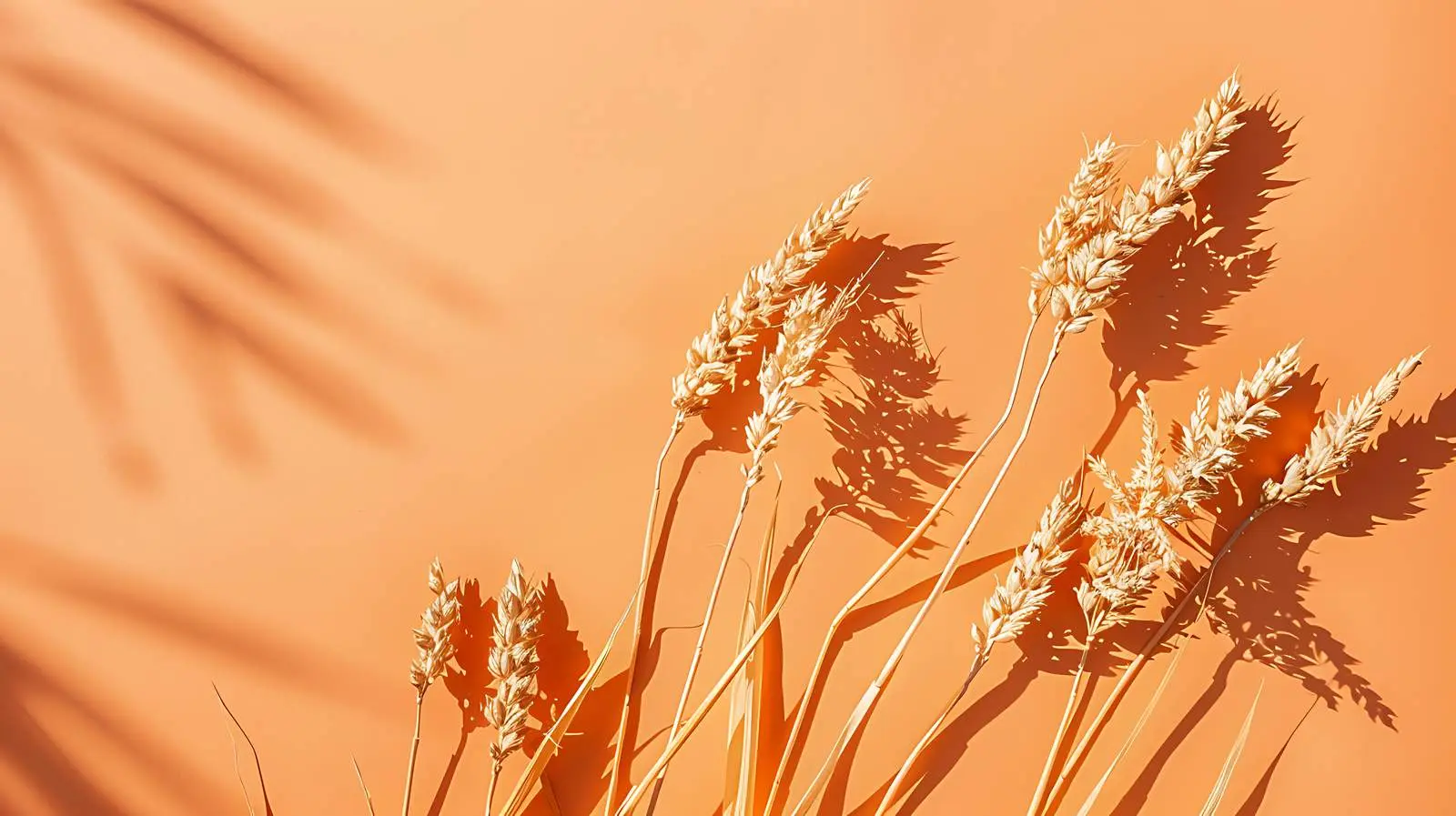 Rye and Wheat Stems on Orange Background — free download from Dotvec