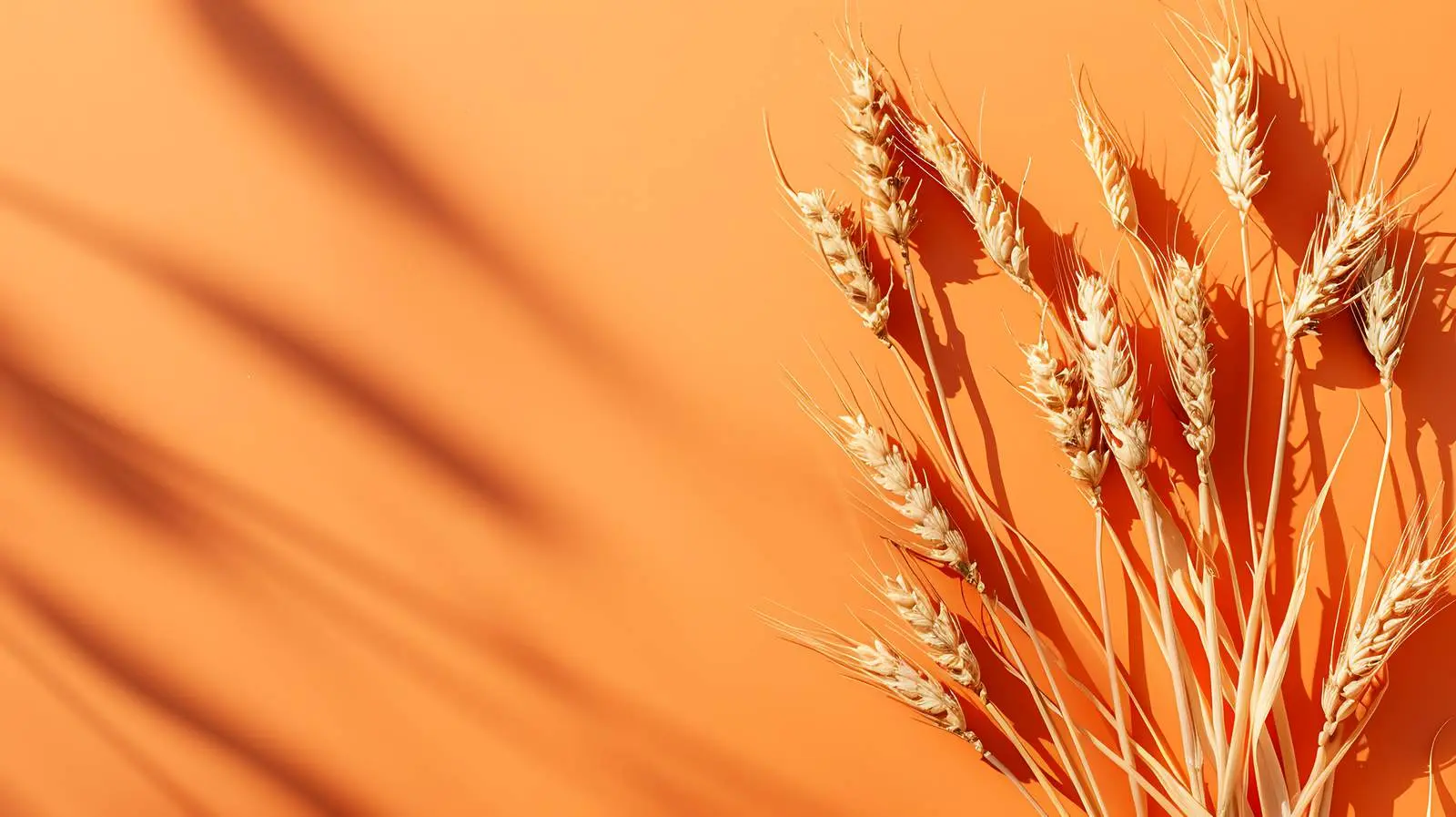 Rye Wheat Cereal Stems on Orange Background — free download from Dotvec