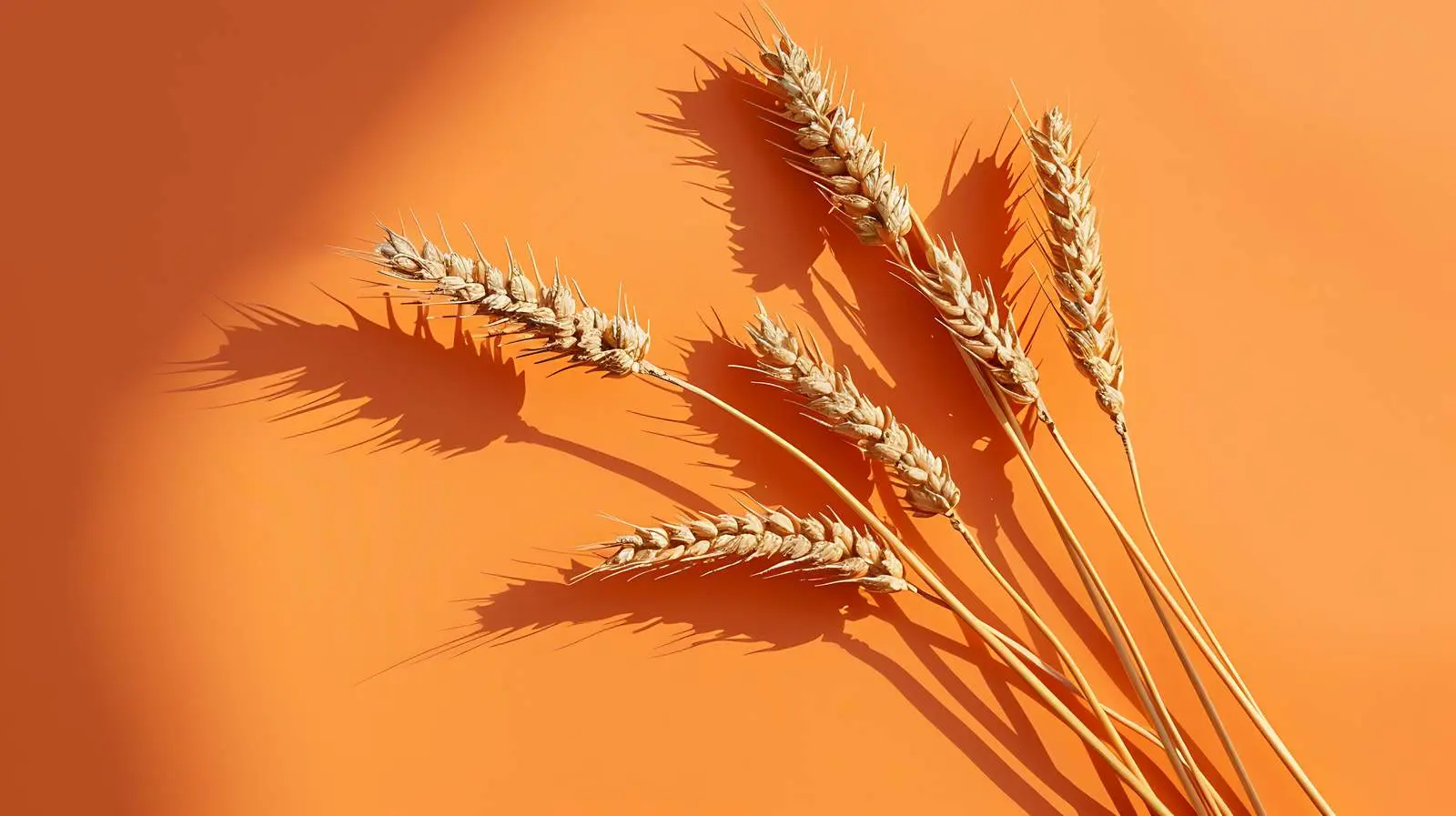 Rye Wheat Cereal Stems on Orange Background — free download from Dotvec