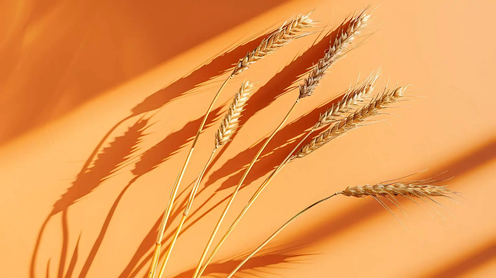 Rye and Wheat Cereal Stems on Orange Background — free download from Dotvec