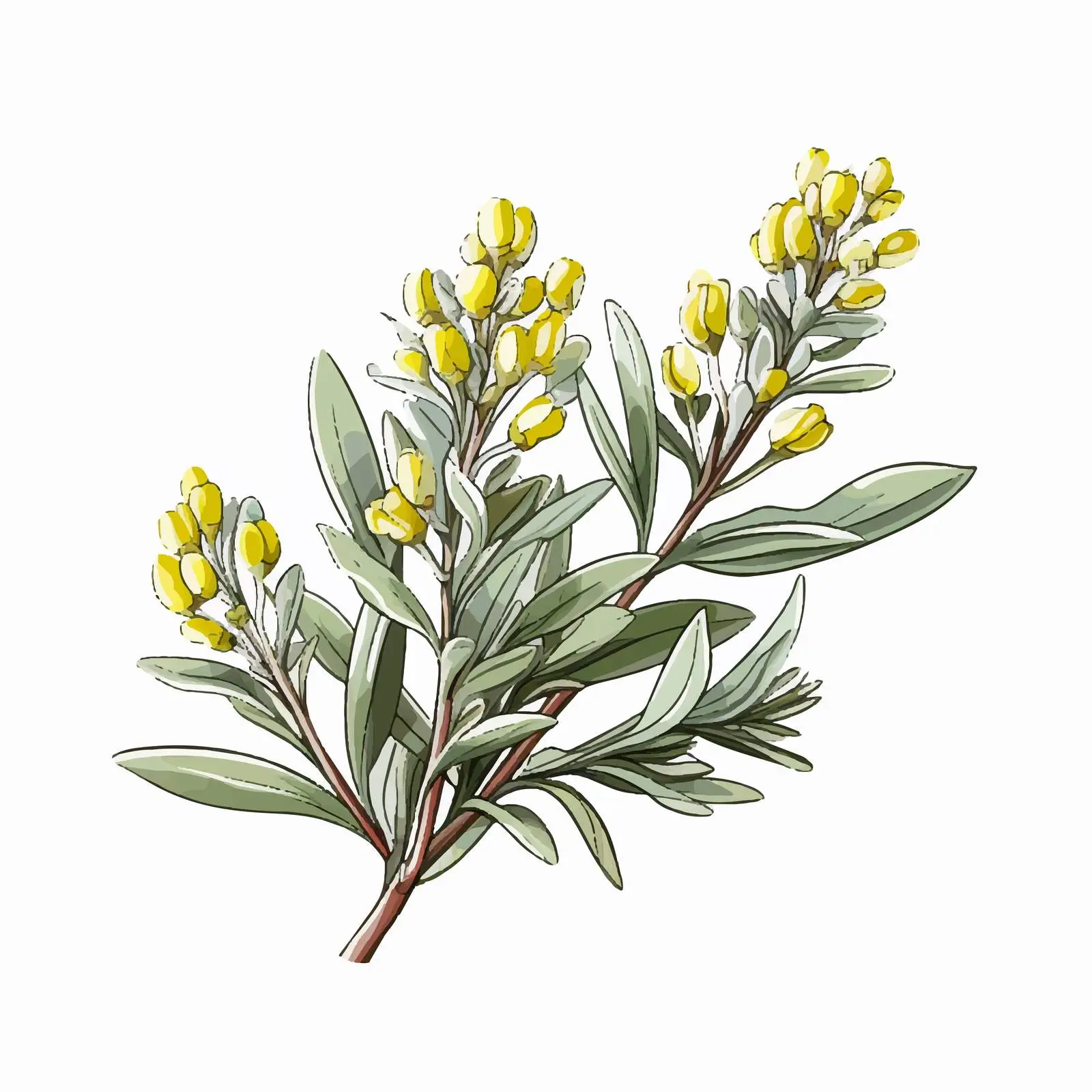 Isolated Sagebrush Flower on White Background — free download from Dotvec