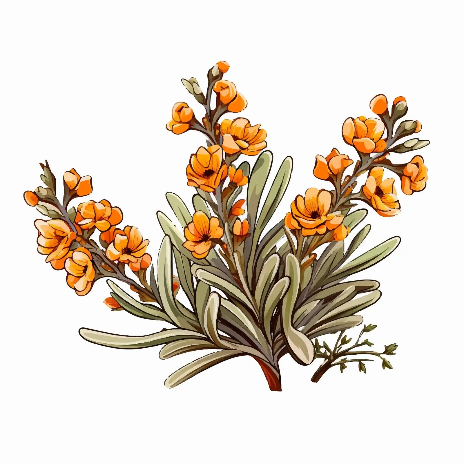 Sagebrush Flower Isolated on White Background — free download from Dotvec