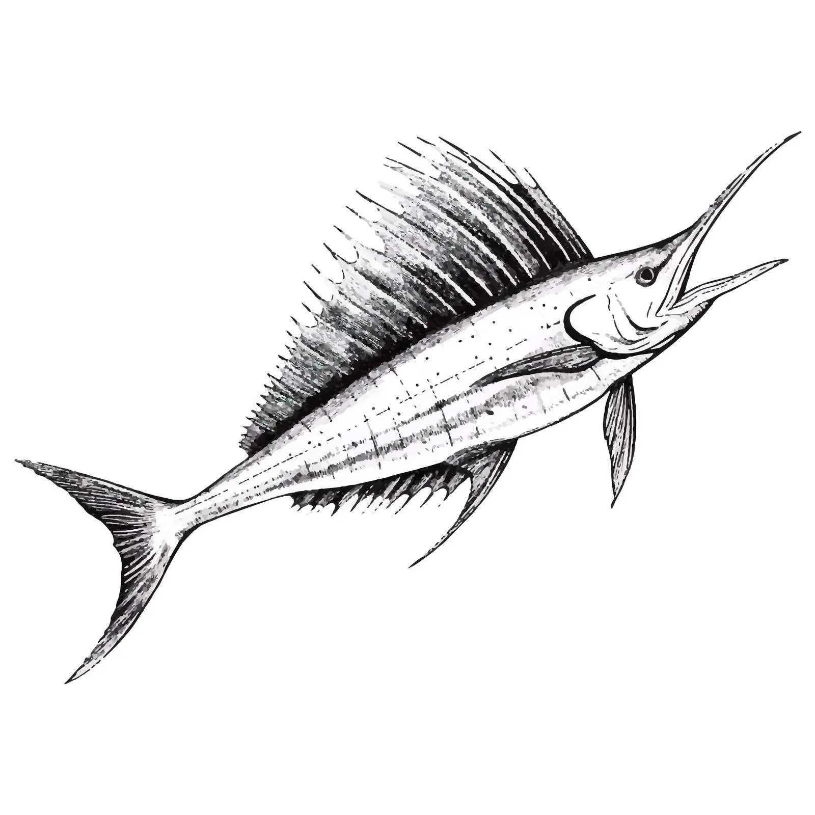 Sailfish Vector Illustration on White Background — free download from Dotvec