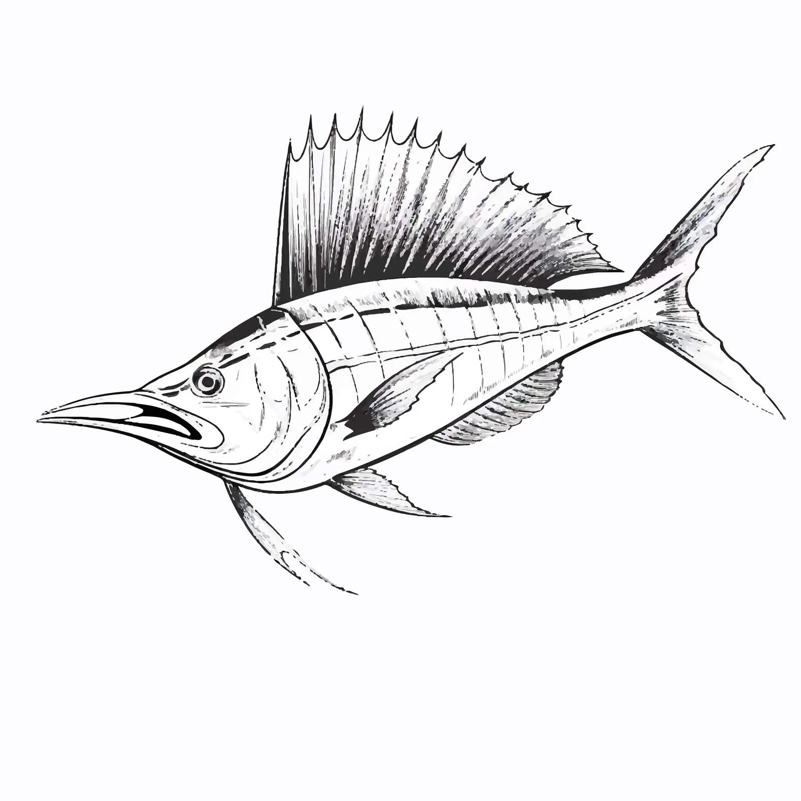 Sailfish Vector Illustration on White Background — free download from Dotvec