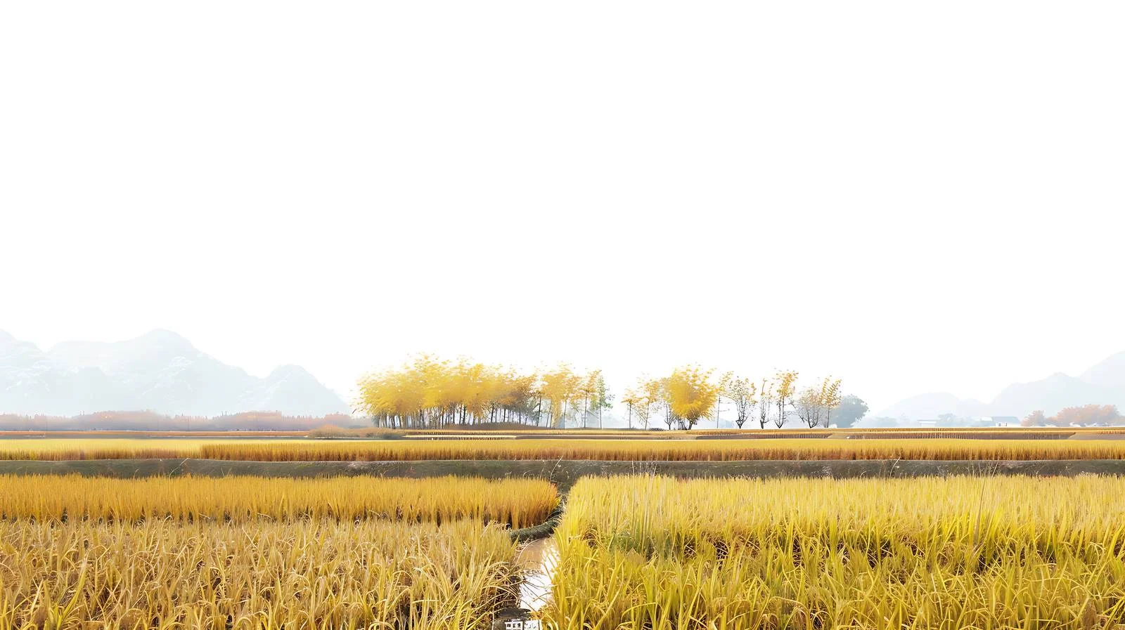 Sanjiang Autumn Rice Field White Background — free download from Dotvec