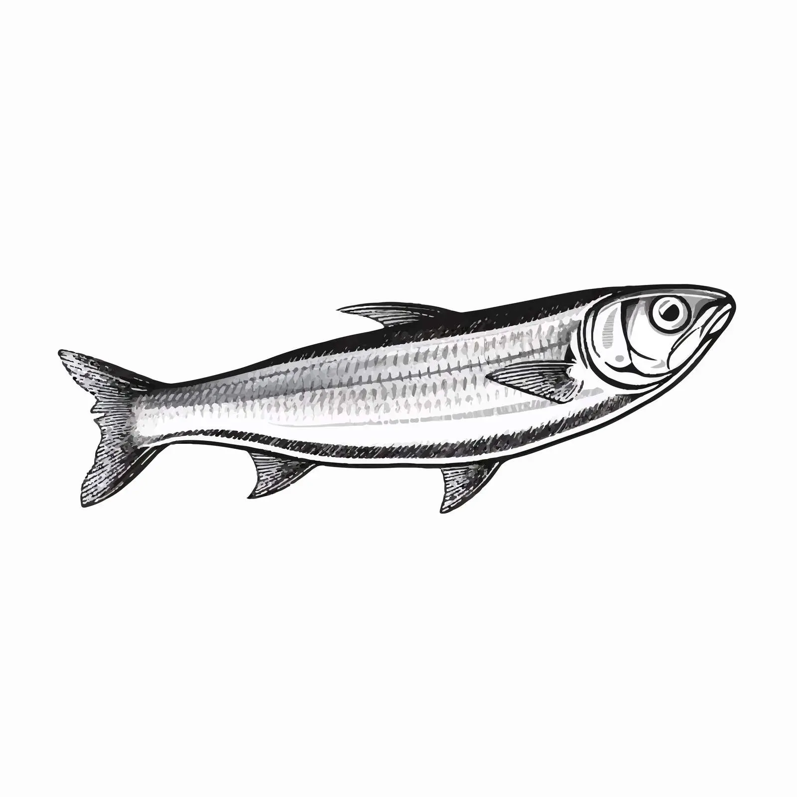 Sardine Fish Line Vector Illustration on White Background – free sustainable seafood image from Dotvec