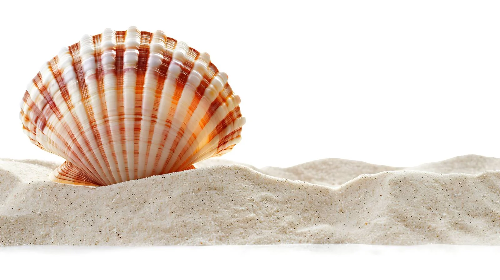 Scallop Shell on Caribbean Beach Shore — free download from Dotvec