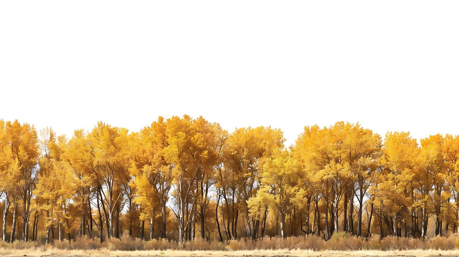 Tranquil Ejina Populus Euphratica Forest View — free download from Dotvec