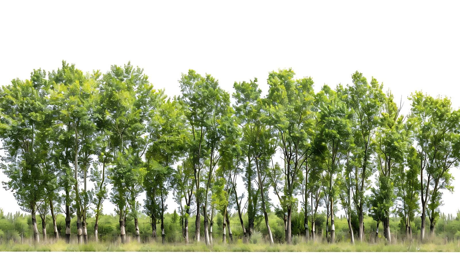 Tranquil Ejina Populus Euphratica Woodland View — free download from Dotvec