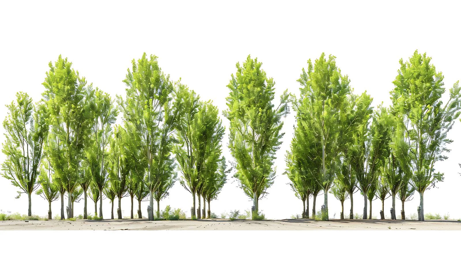 Tranquil Ejina Populus Euphratica Forest Scene — free download from Dotvec