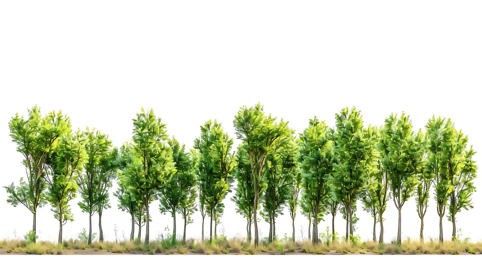 Tranquil Ejina Populus Euphratica Forest View — free download from Dotvec