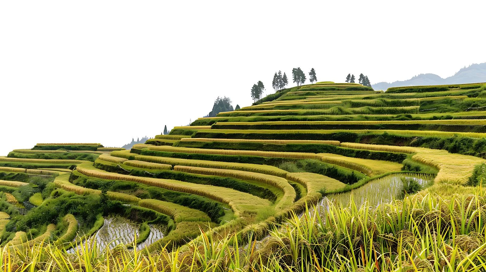 Breathtaking Yunhe Terraced Fields in Zhejiang — free download from Dotvec