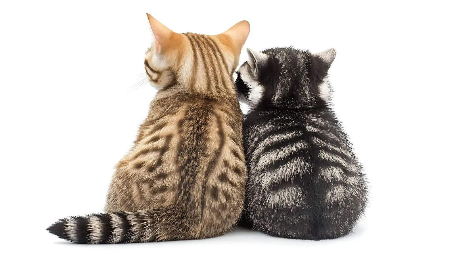 Scottish Fold Cat and Raccoon Together — free download from Dotvec