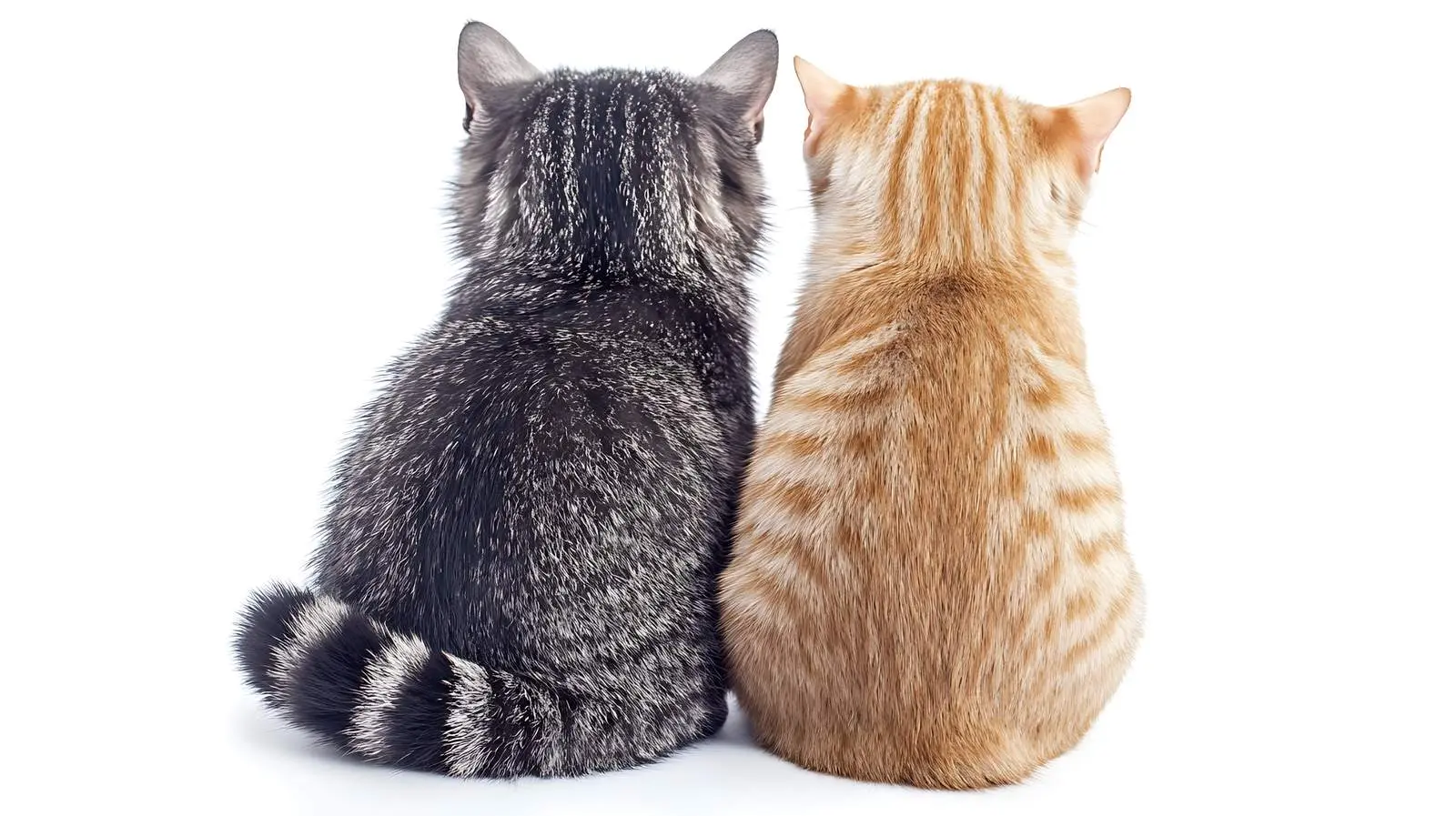 Scottish Fold Cat and Raccoon Together – free mammals image from Dotvec