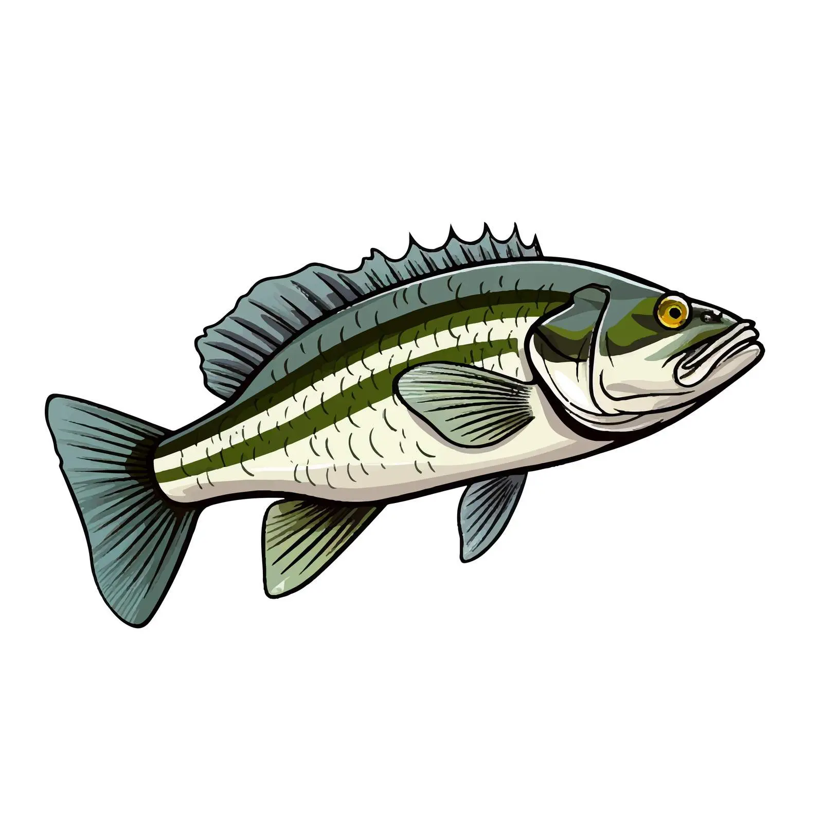 Sea Bass Fish Line Art Illustration – free sustainable seafood image from Dotvec