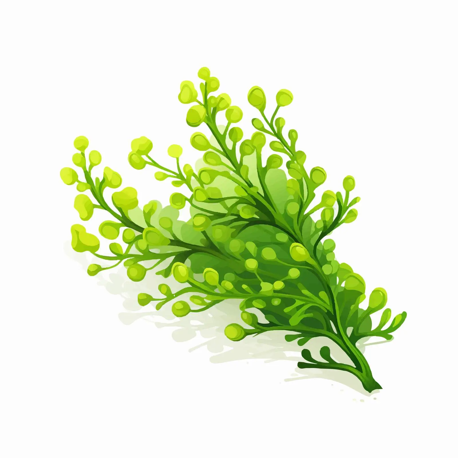 Sea Grapes and Green Caviar Algae Vector — free download from Dotvec