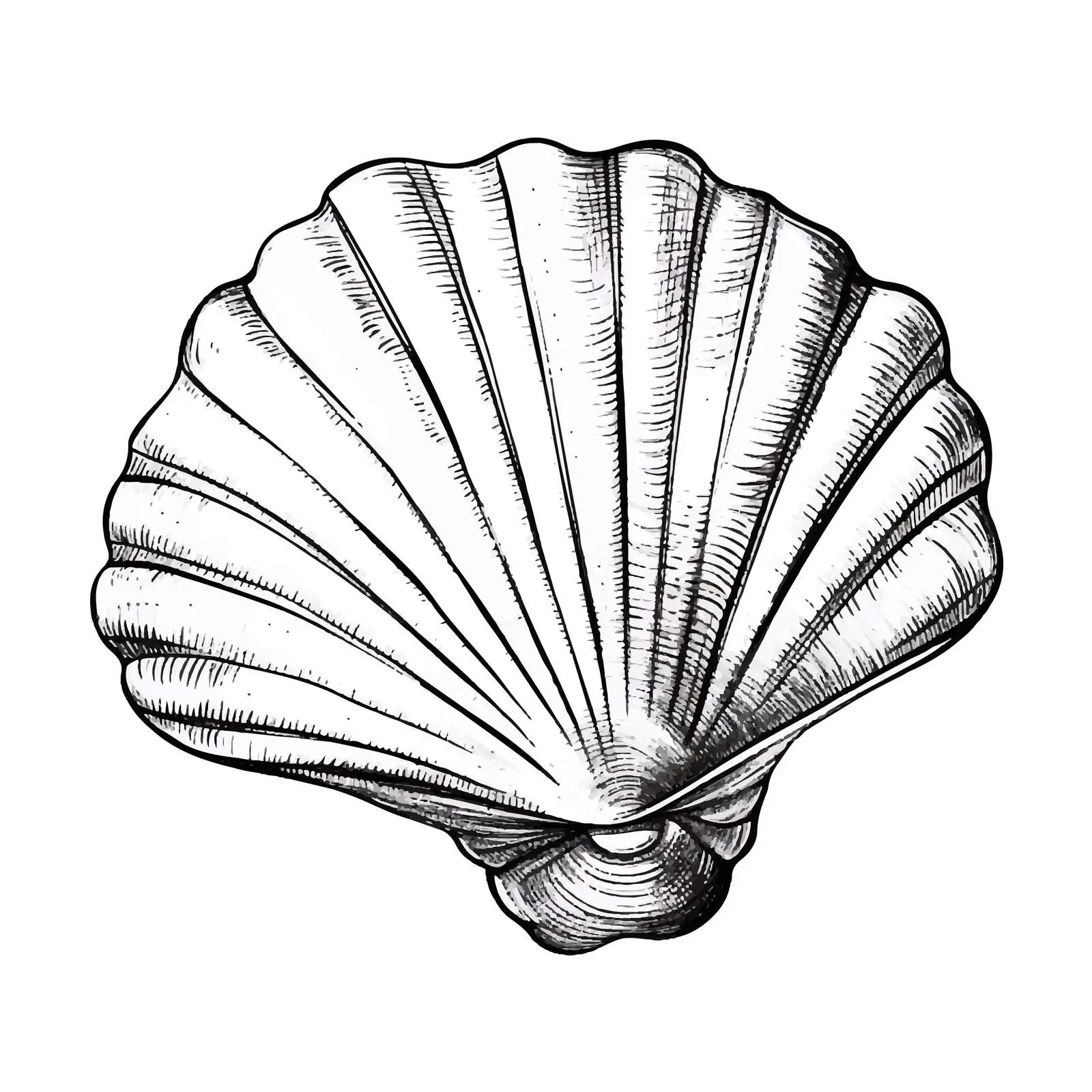 Cartoon Sea Shell Vector Illustration – free underwater design image from Dotvec
