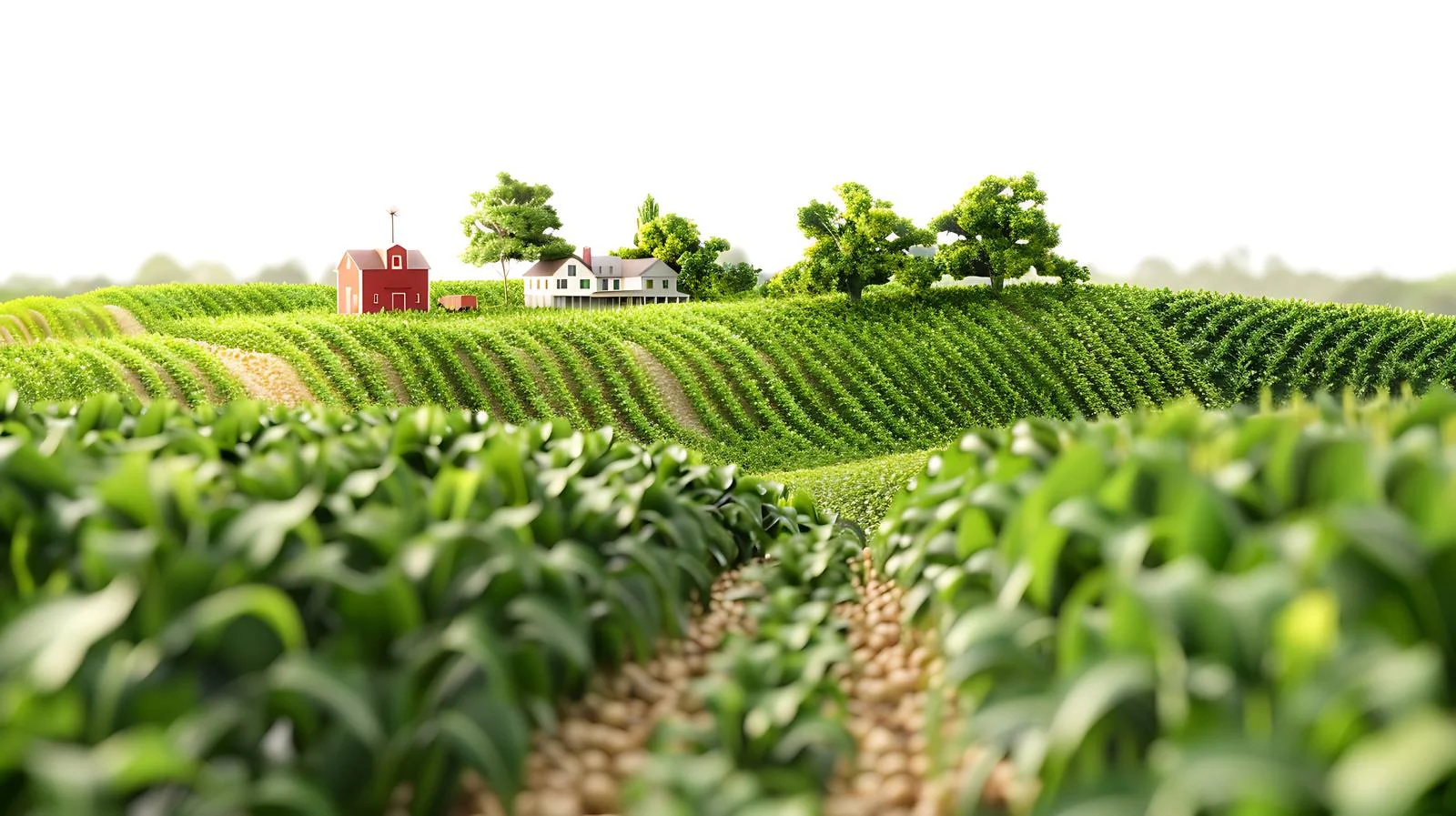 Serene cornfield and farm in isolated beauty — free download from Dotvec