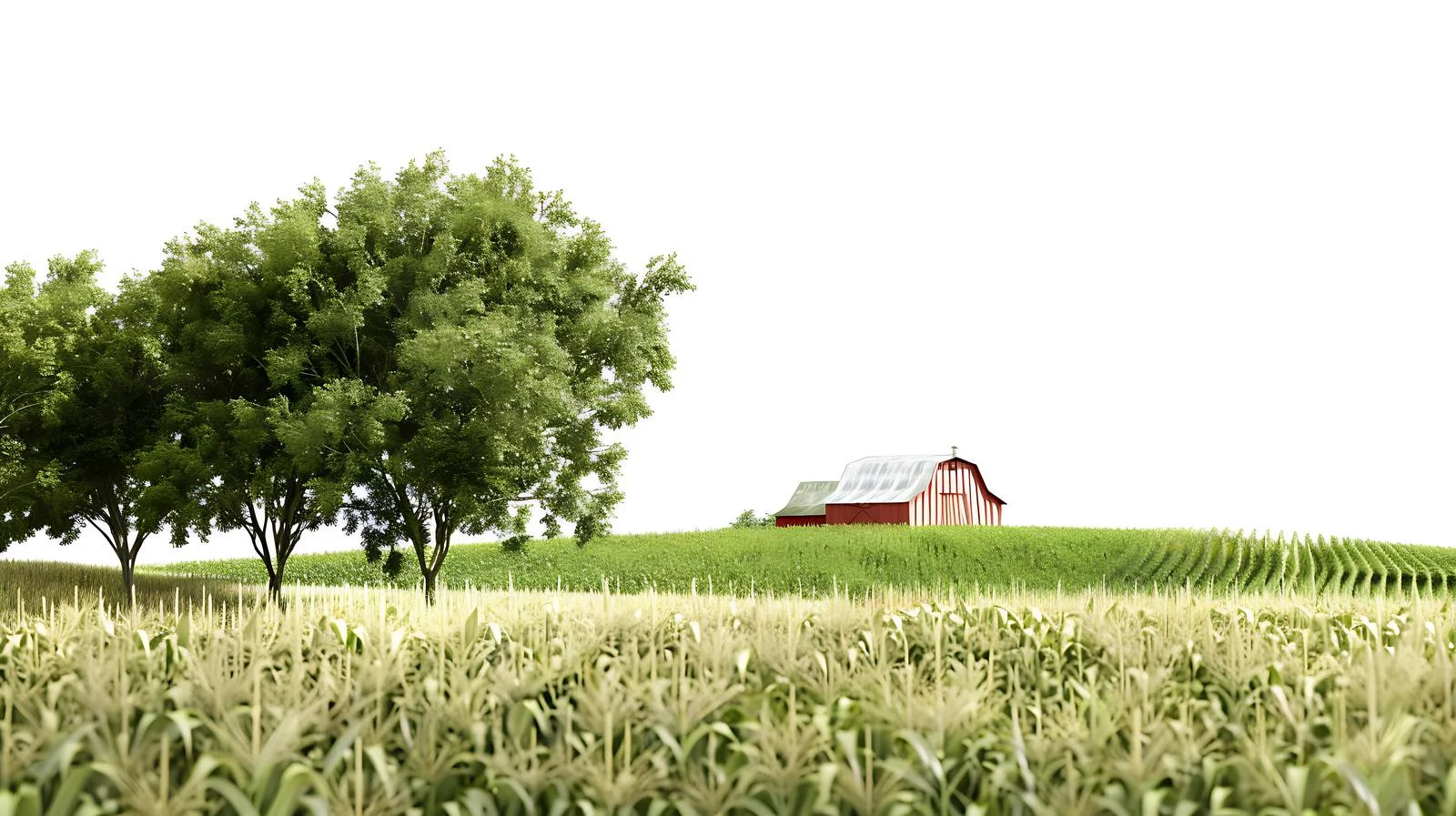 Rural farm with focused cornfield view — free download from Dotvec