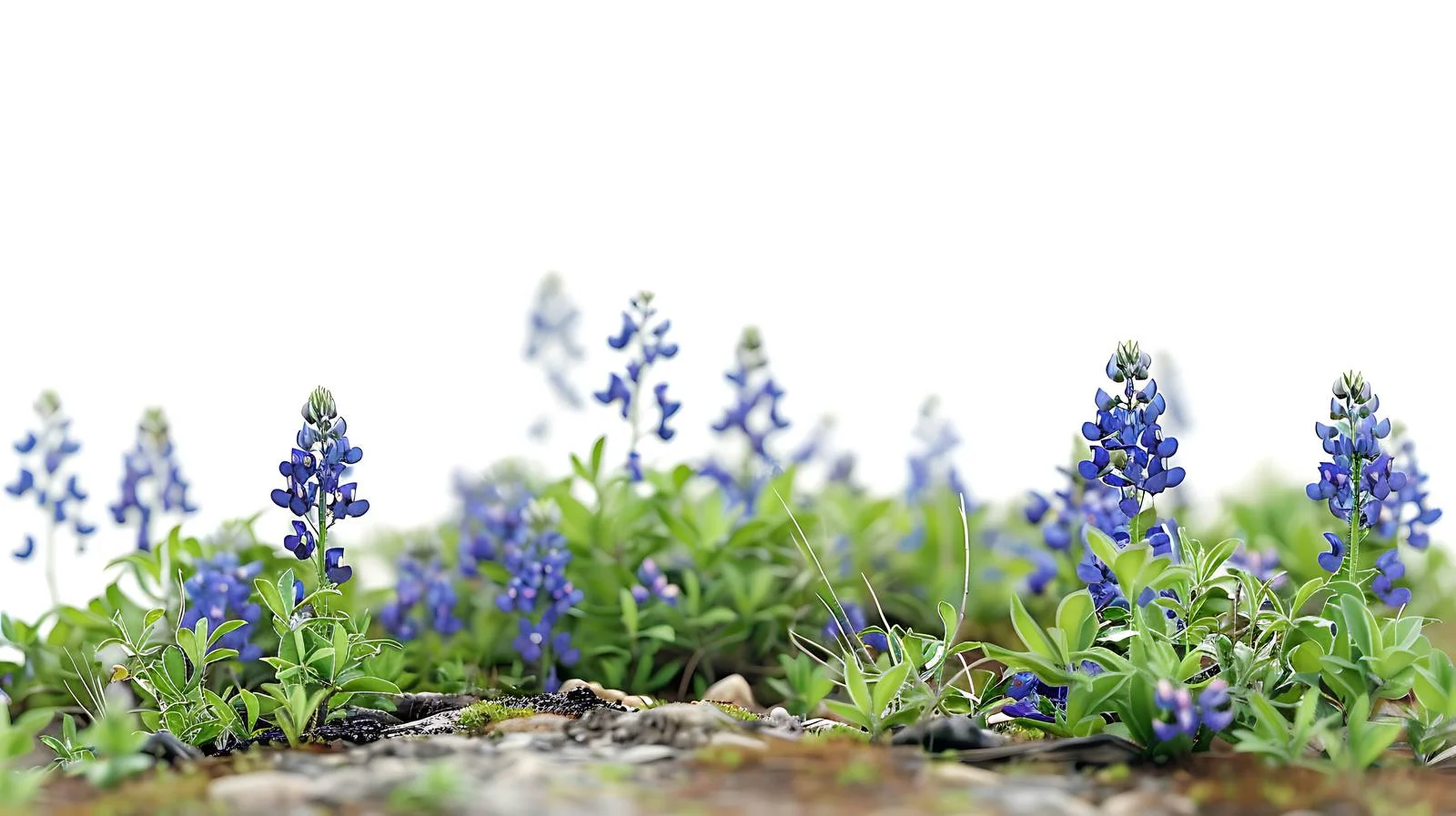 Vivid Bluebonnets in Texan Hill Landscape — free download from Dotvec