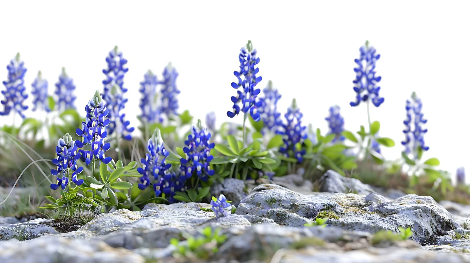 Vibrant Texas Bluebonnets Blanketing Hillside Scene — free download from Dotvec